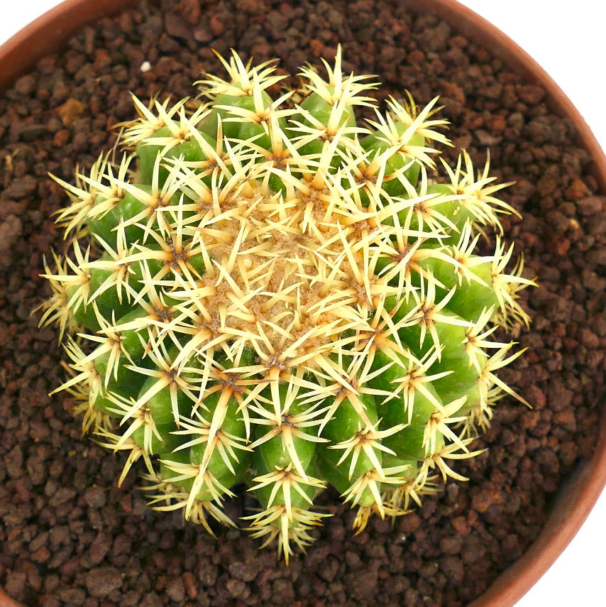 Echinocactus grusonii form brevispinus