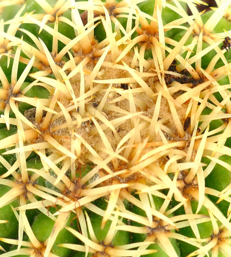 Echinocactus grusonii form brevispinus