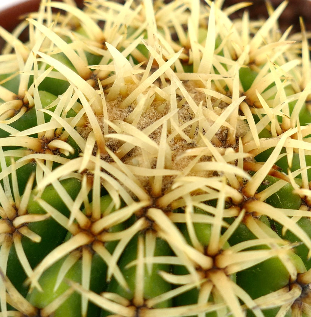 Echinocactus grusonii form brevispinus