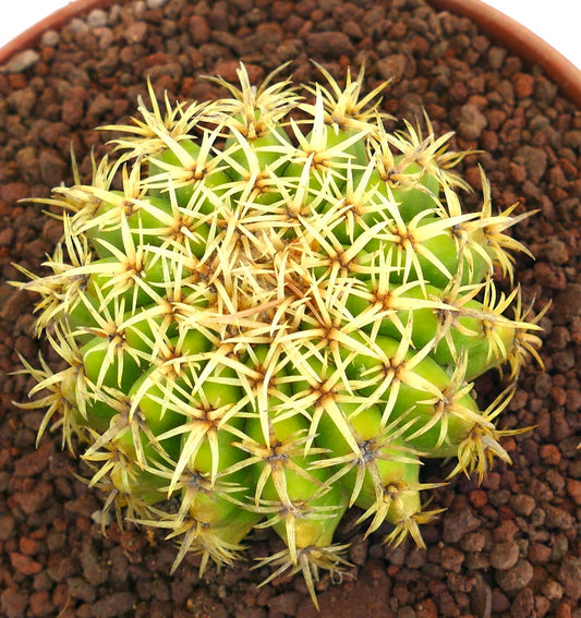 Echinocactus grusonii form brevispinus