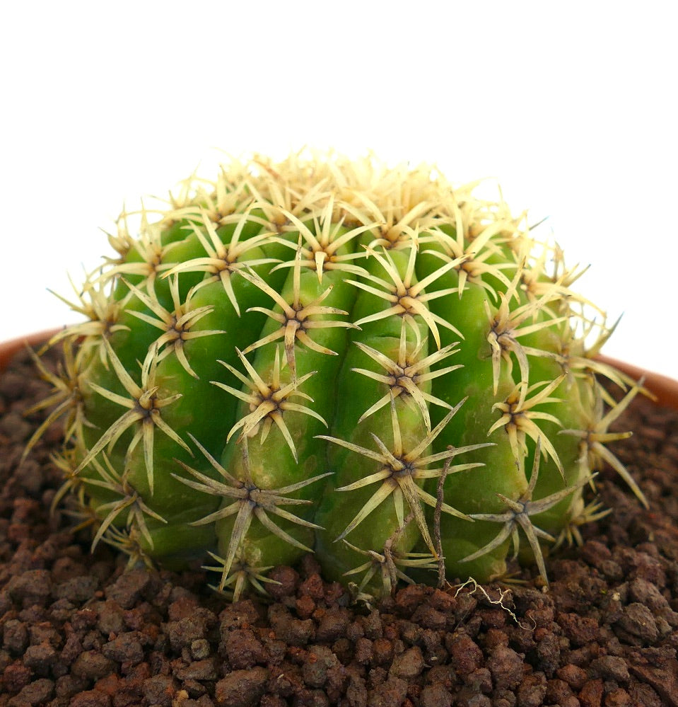 Echinocactus grusonii form brevispinus