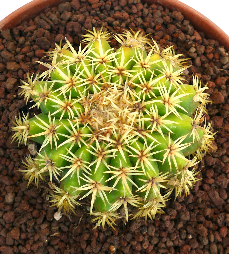 Echinocactus grusonii form brevispinus