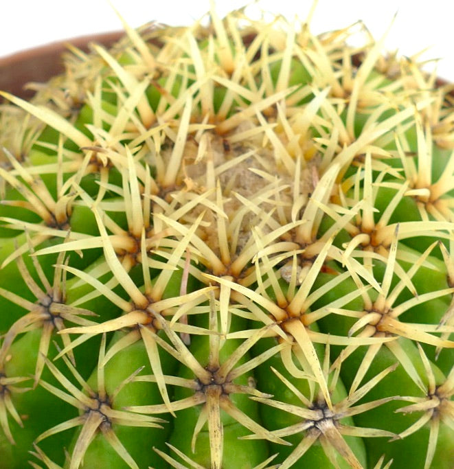 Echinocactus grusonii form brevispinus