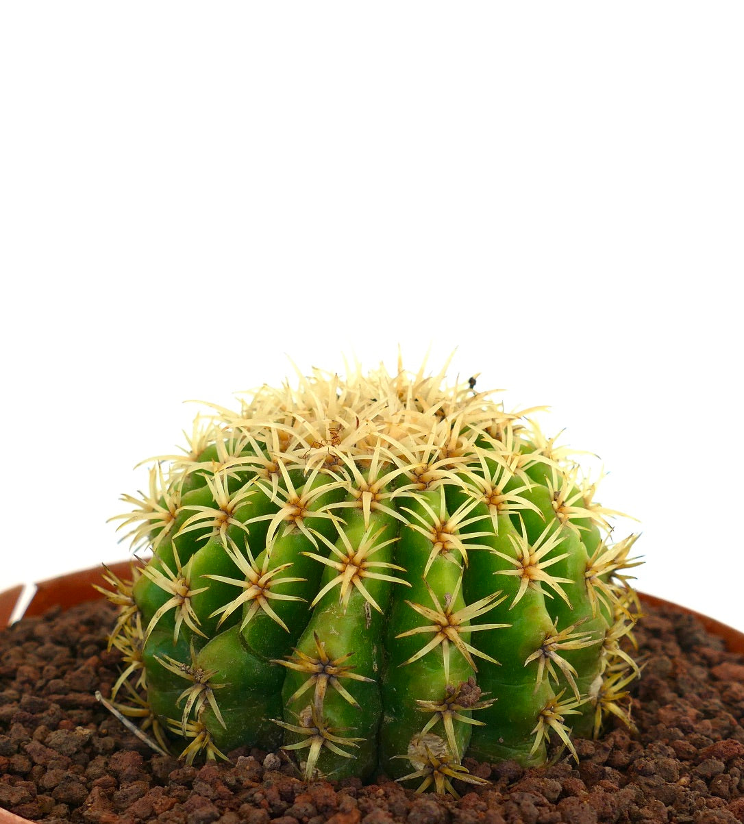 Echinocactus grusonii form brevispinus