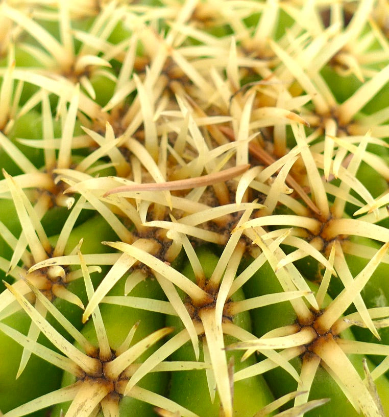 Echinocactus grusonii form brevispinus