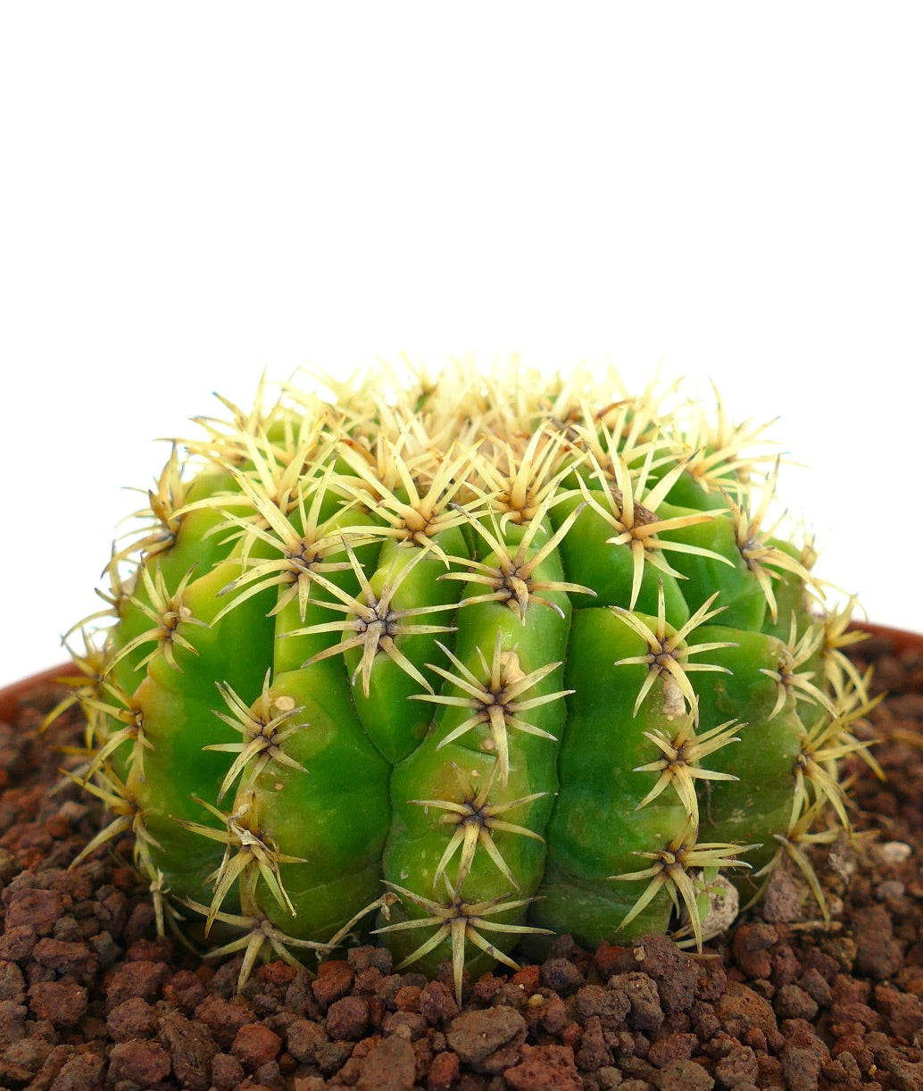 Echinocactus grusonii form brevispinus