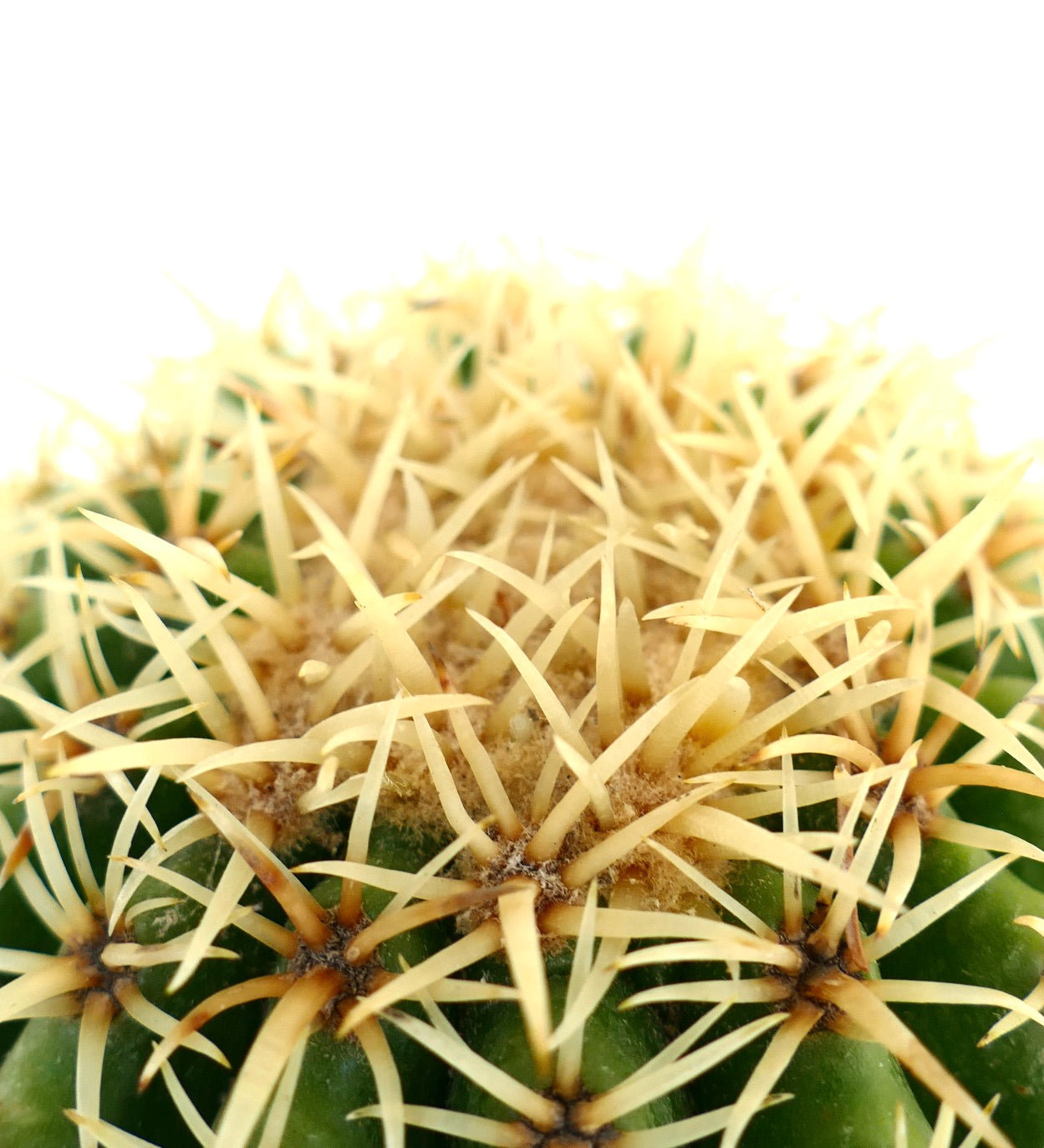 Echinocactus grusonii form brevispinus