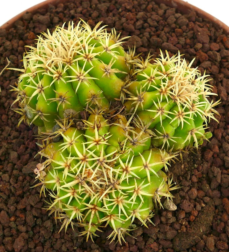 Echinocactus grusonii form brevispinus 3 HEADS