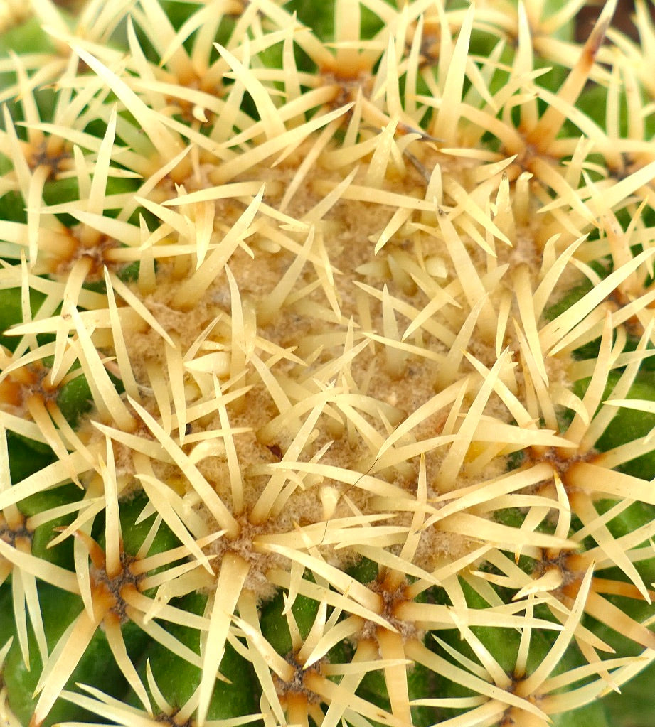 Echinocactus grusonii form brevispinus