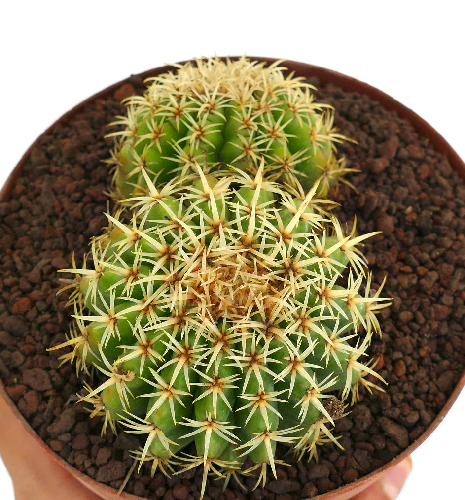 Echinocactus grusonii form brevispinus