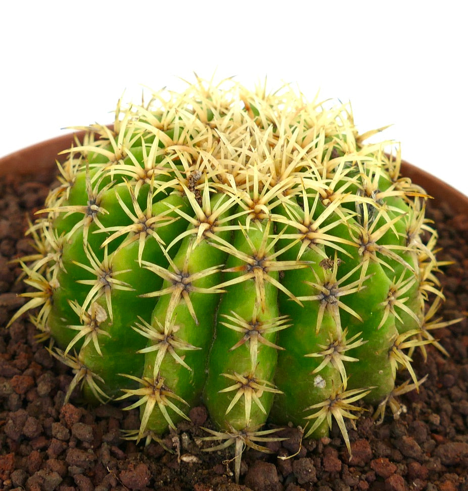 Echinocactus grusonii form brevispinus