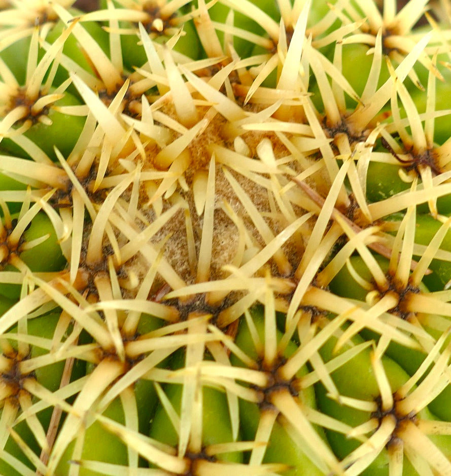 Echinocactus grusonii form brevispinus