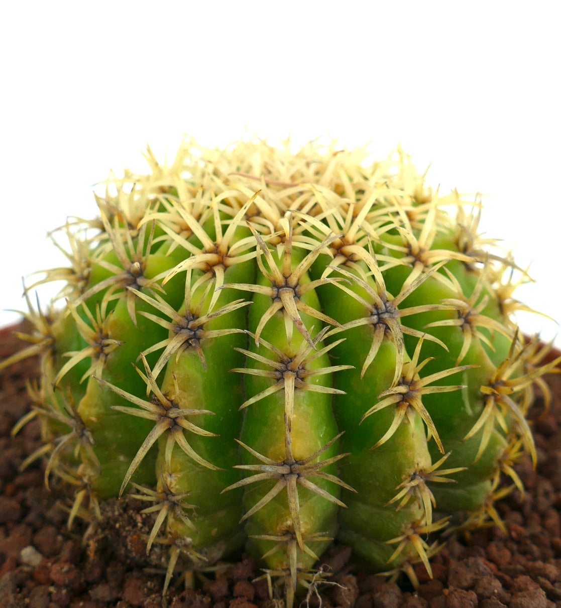 Echinocactus grusonii form brevispinus