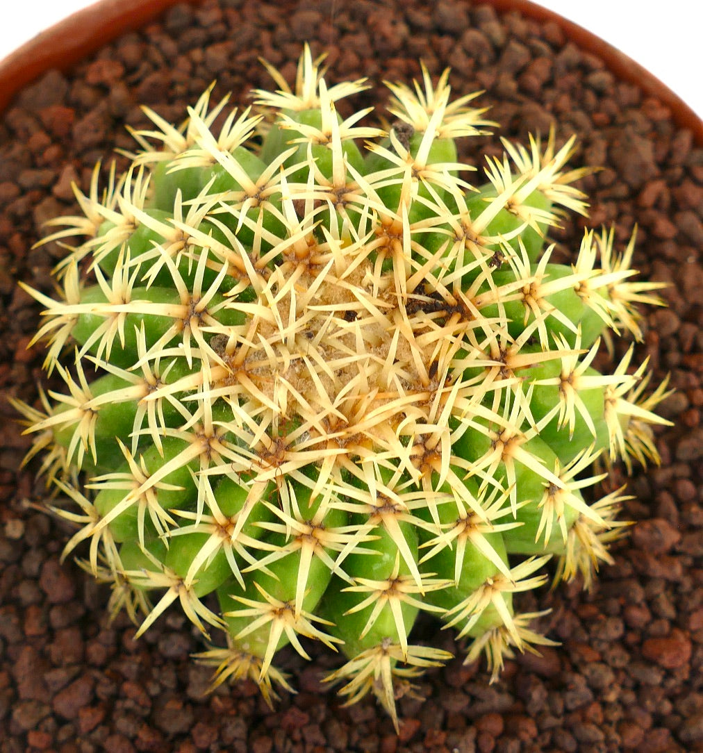 Echinocactus grusonii form brevispinus