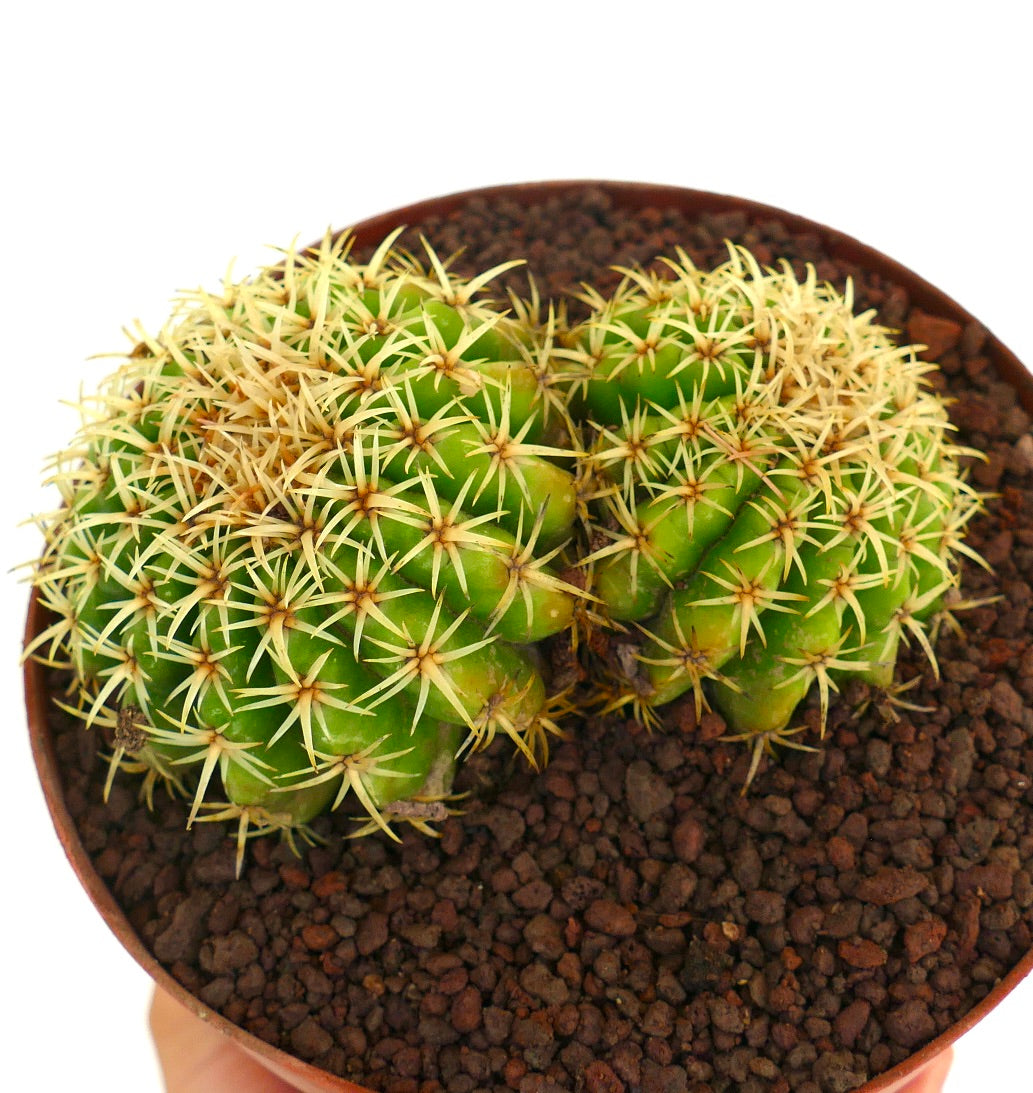 Echinocactus grusonii form brevispinus