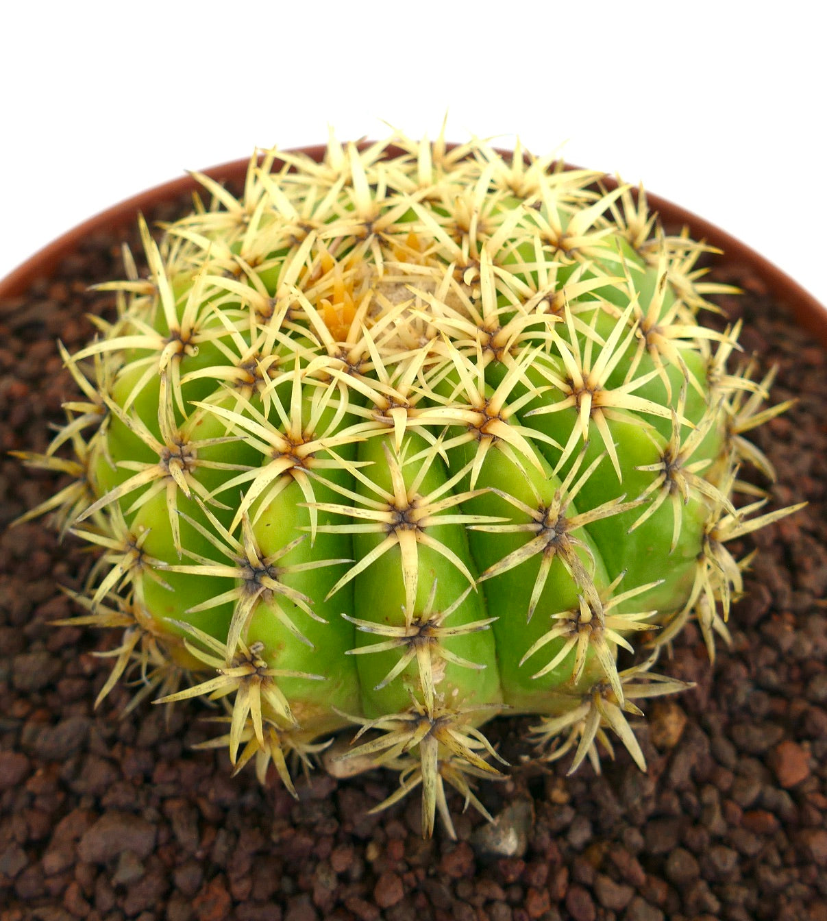 Echinocactus grusonii form brevispinus