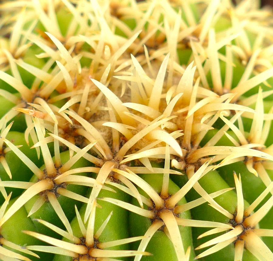 Echinocactus grusonii form brevispinus