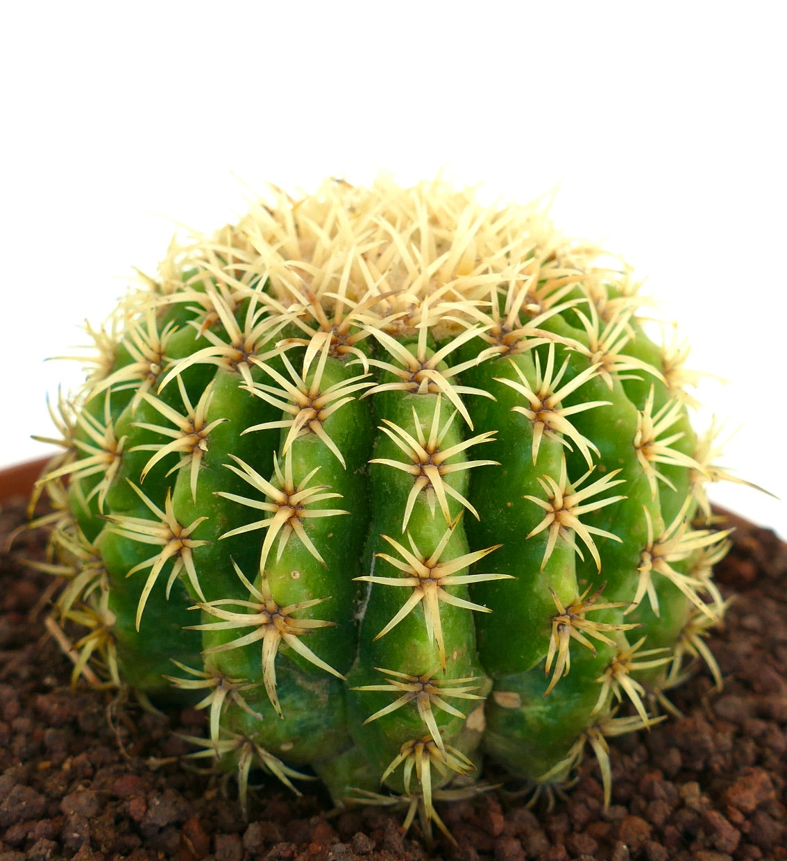 Echinocactus grusonii form brevispinus