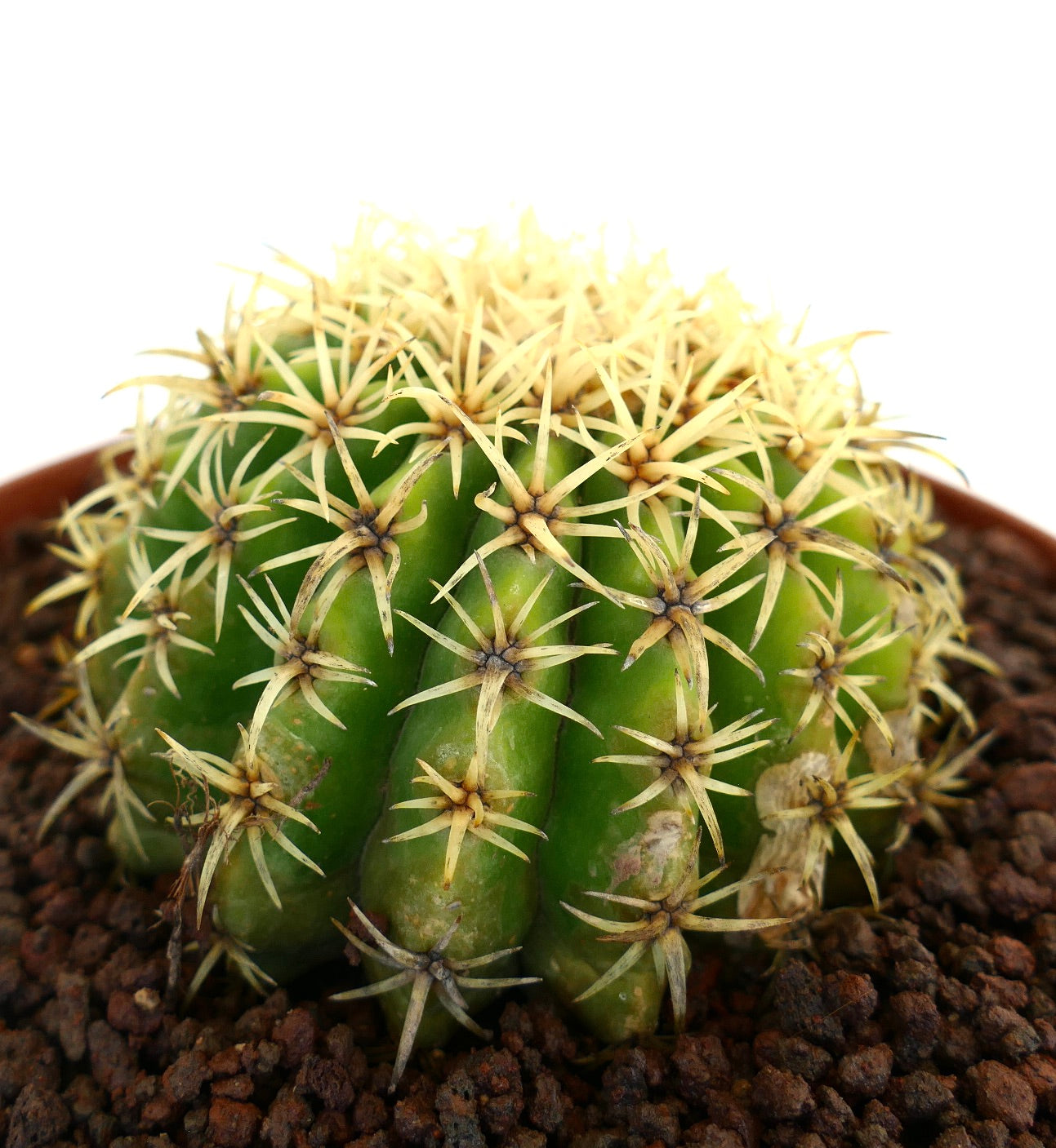 Echinocactus grusonii form brevispinus