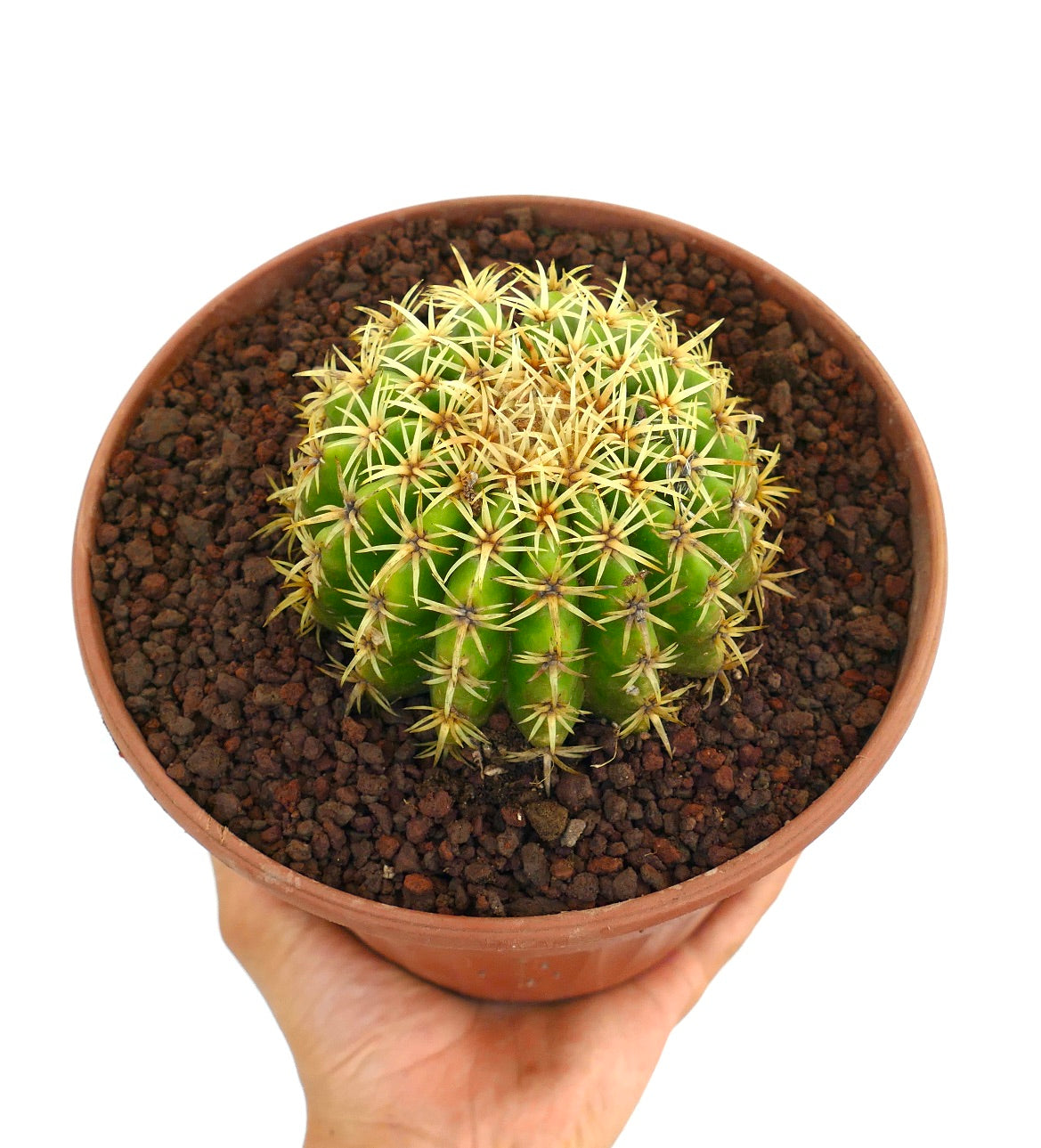 Echinocactus grusonii form brevispinus