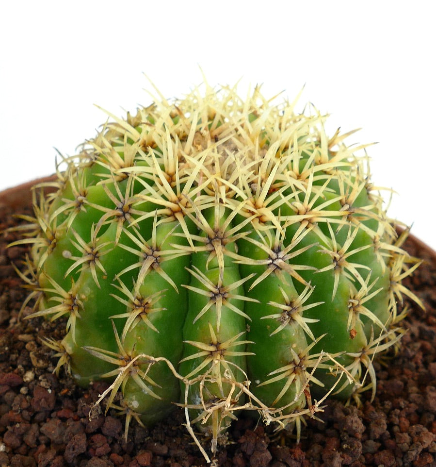 Echinocactus grusonii form brevispinus