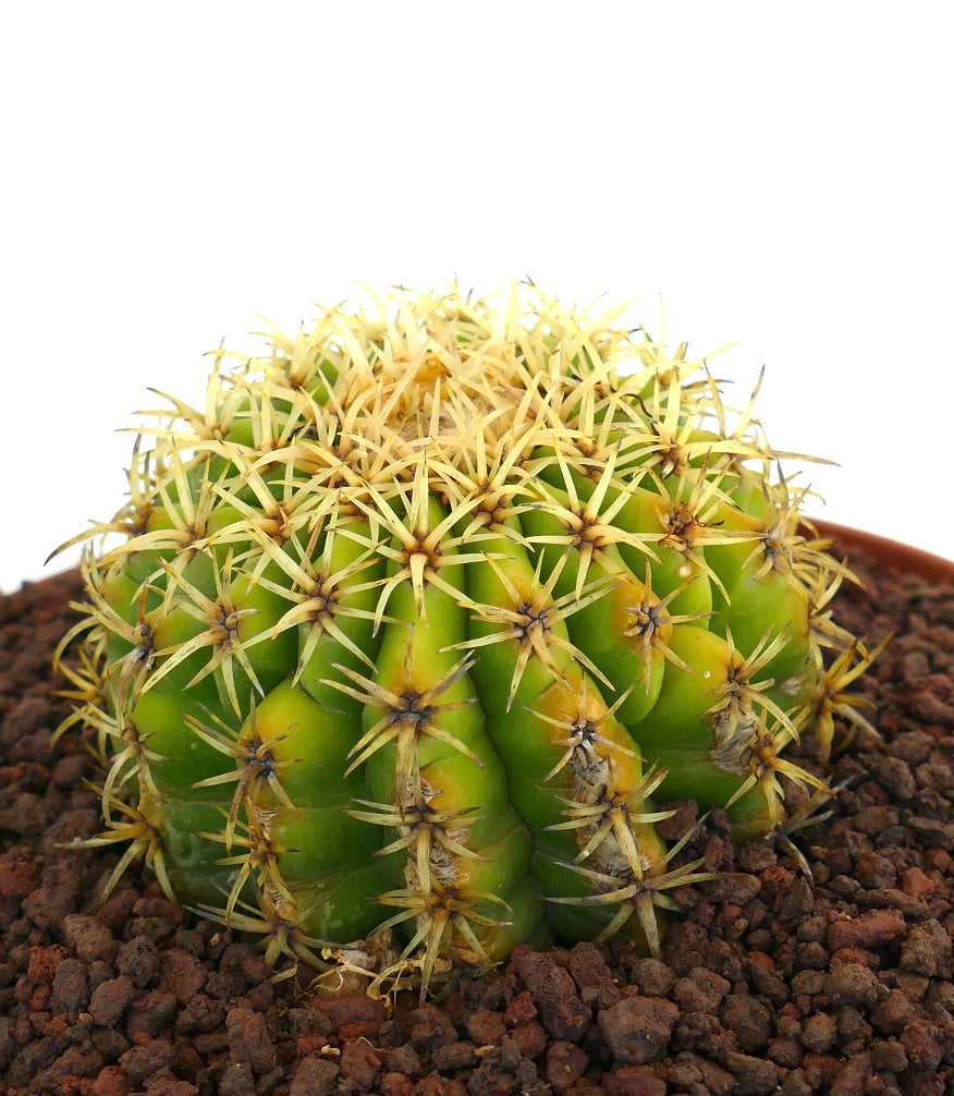 Echinocactus grusonii form brevispinus