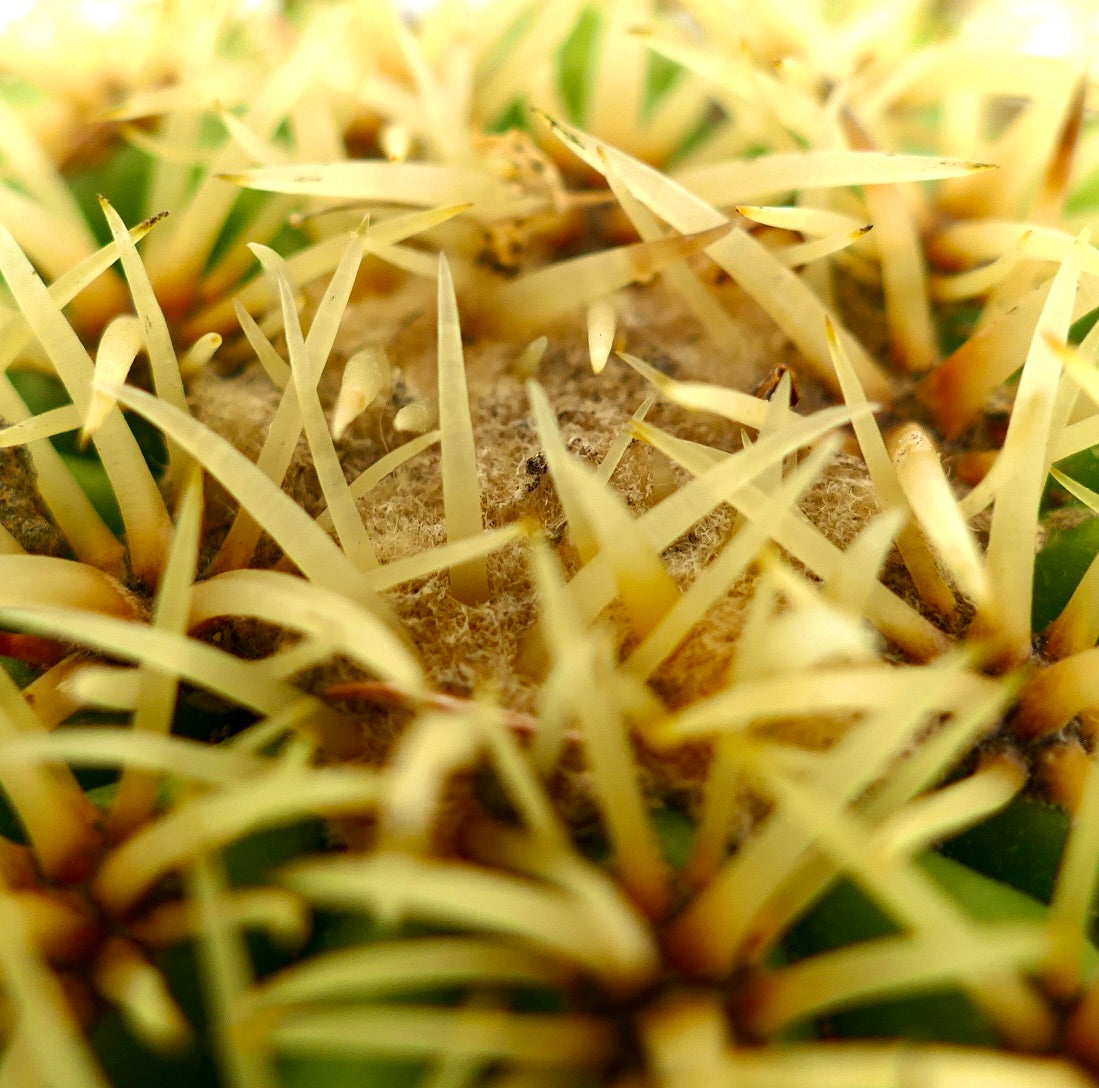 Echinocactus grusonii form brevispinus