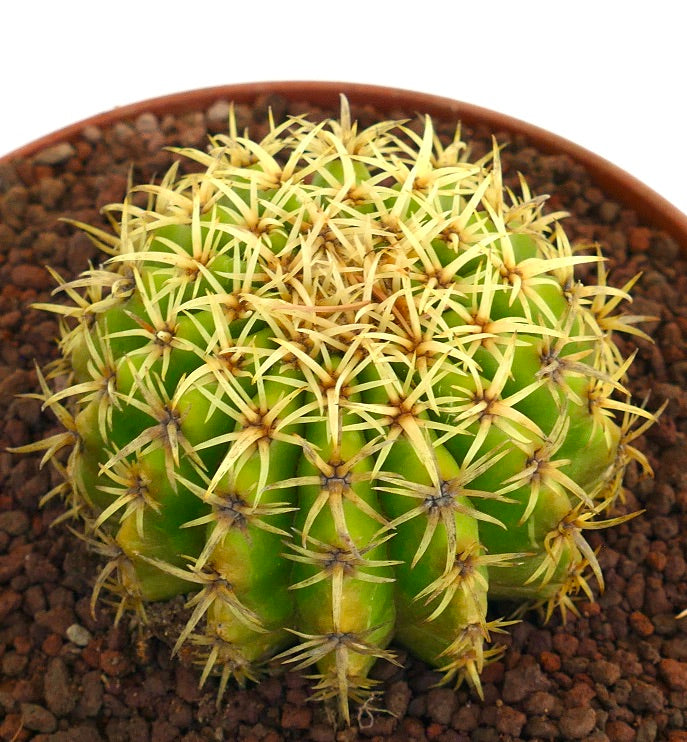 Echinocactus grusonii form brevispinus