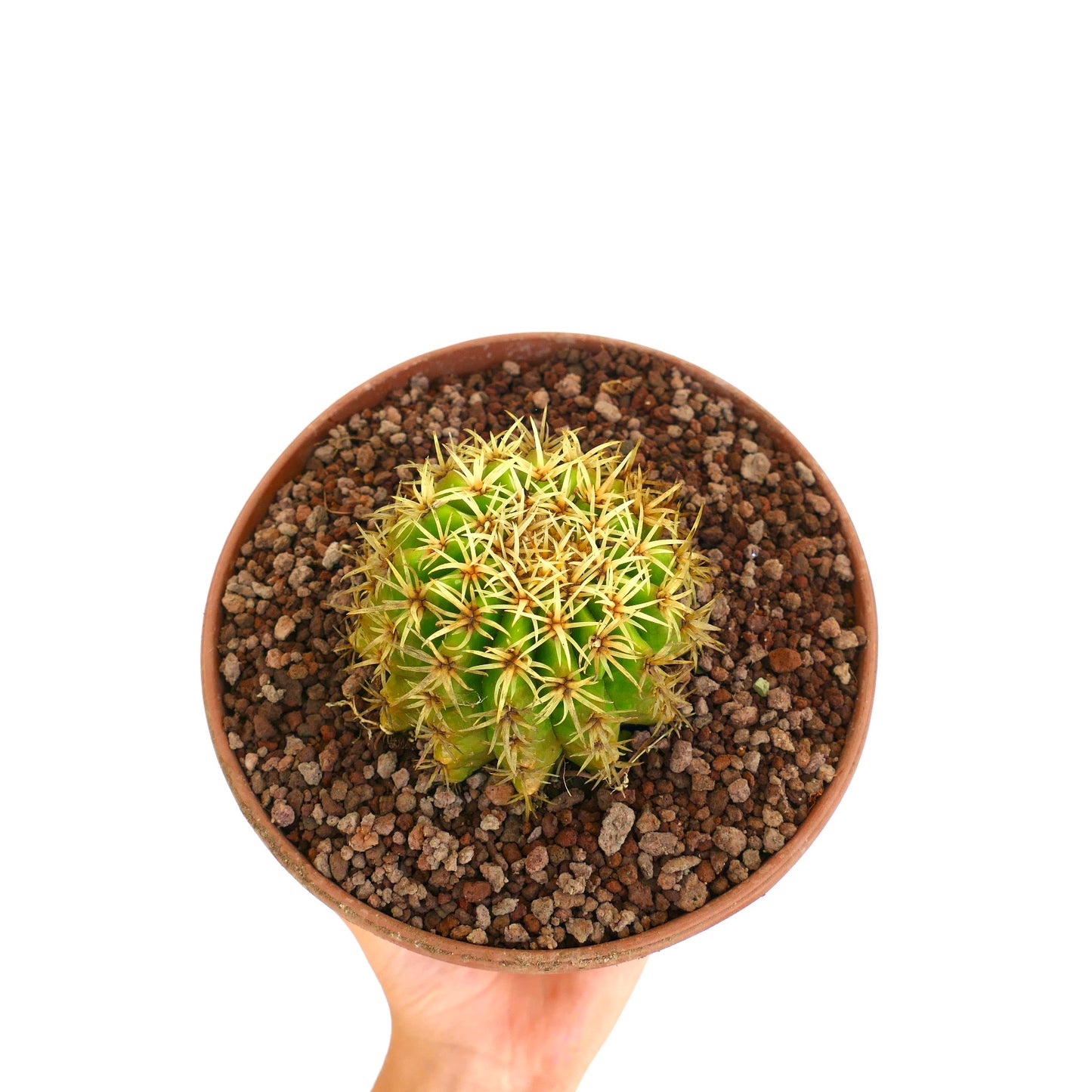 Echinocactus grusonii form brevispinus