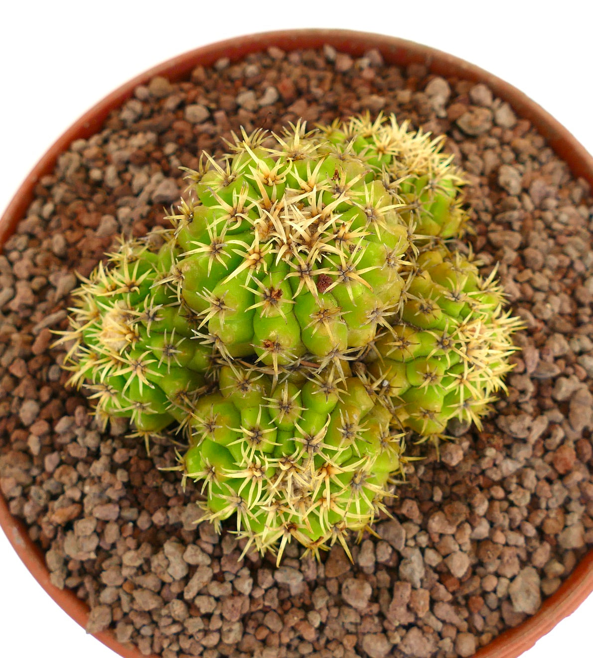 Echinocactus grusonii form brevispinus 4 HEADS