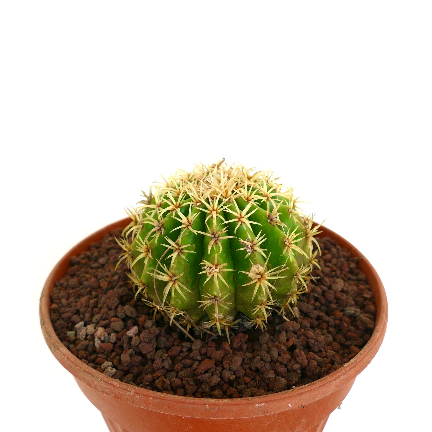 Echinocactus grusonii form brevispinus