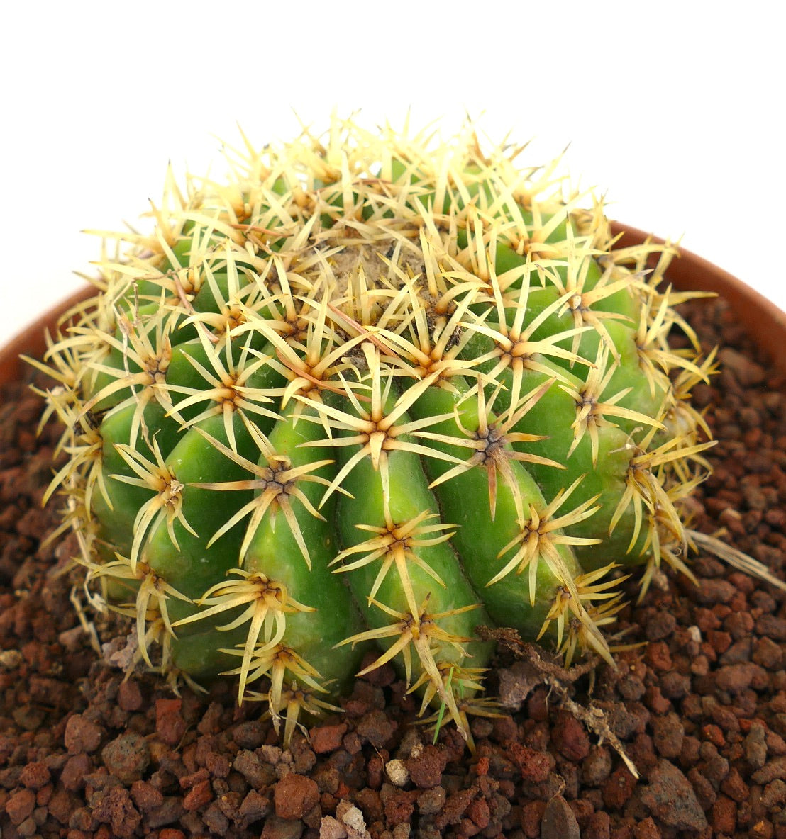 Echinocactus grusonii form brevispinus