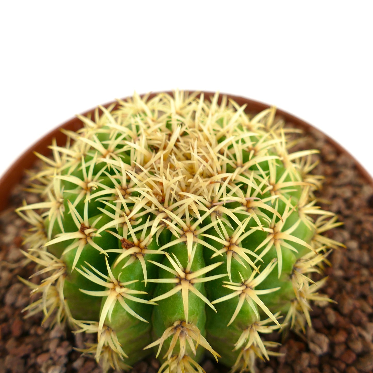 Echinocactus grusonii form brevispinus