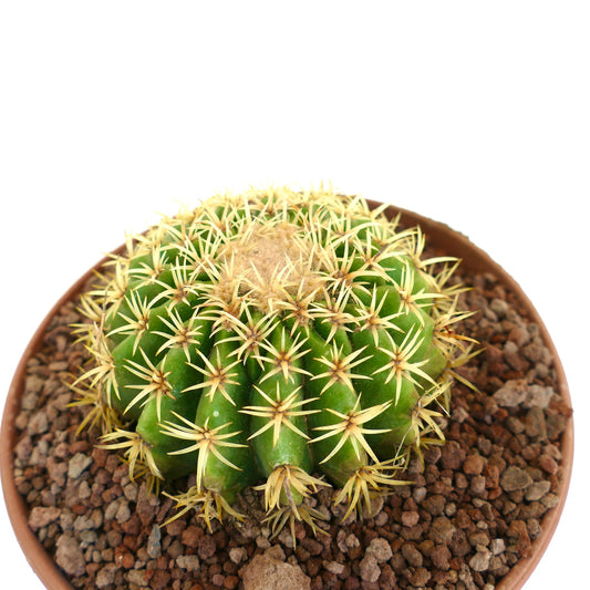 Echinocactus grusonii form brevispinus