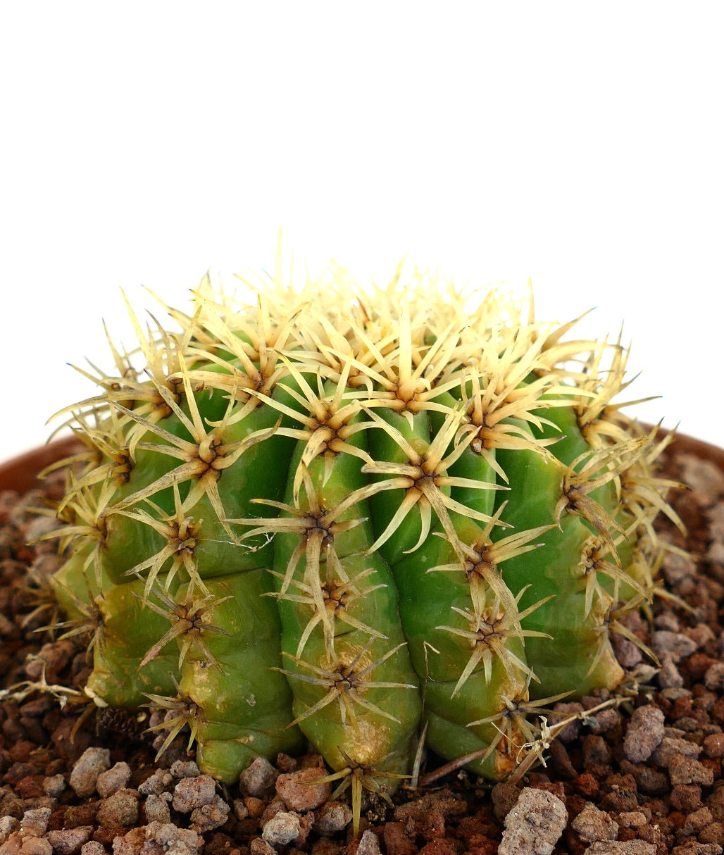 Echinocactus grusonii form brevispinus