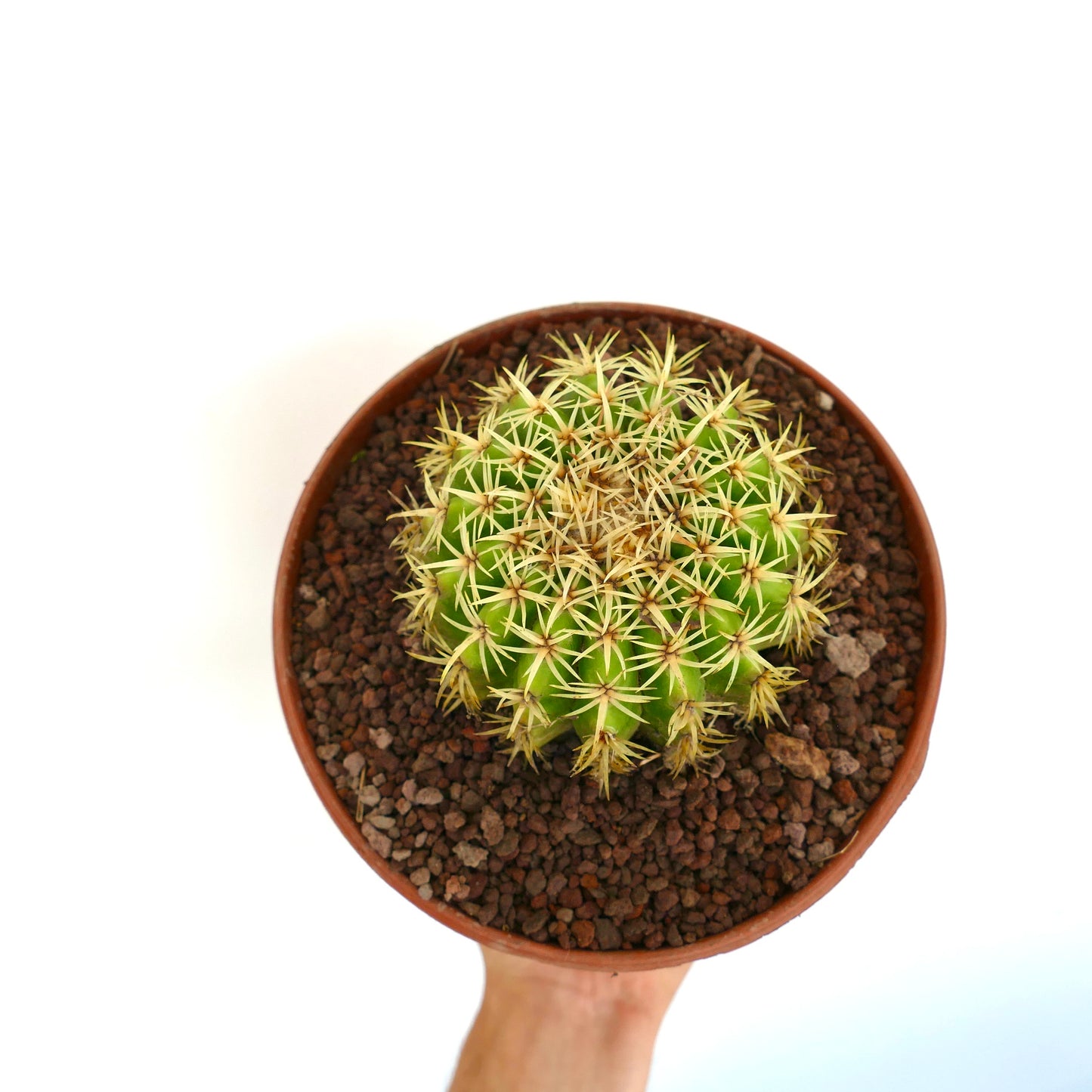 Echinocactus grusonii form brevispinus