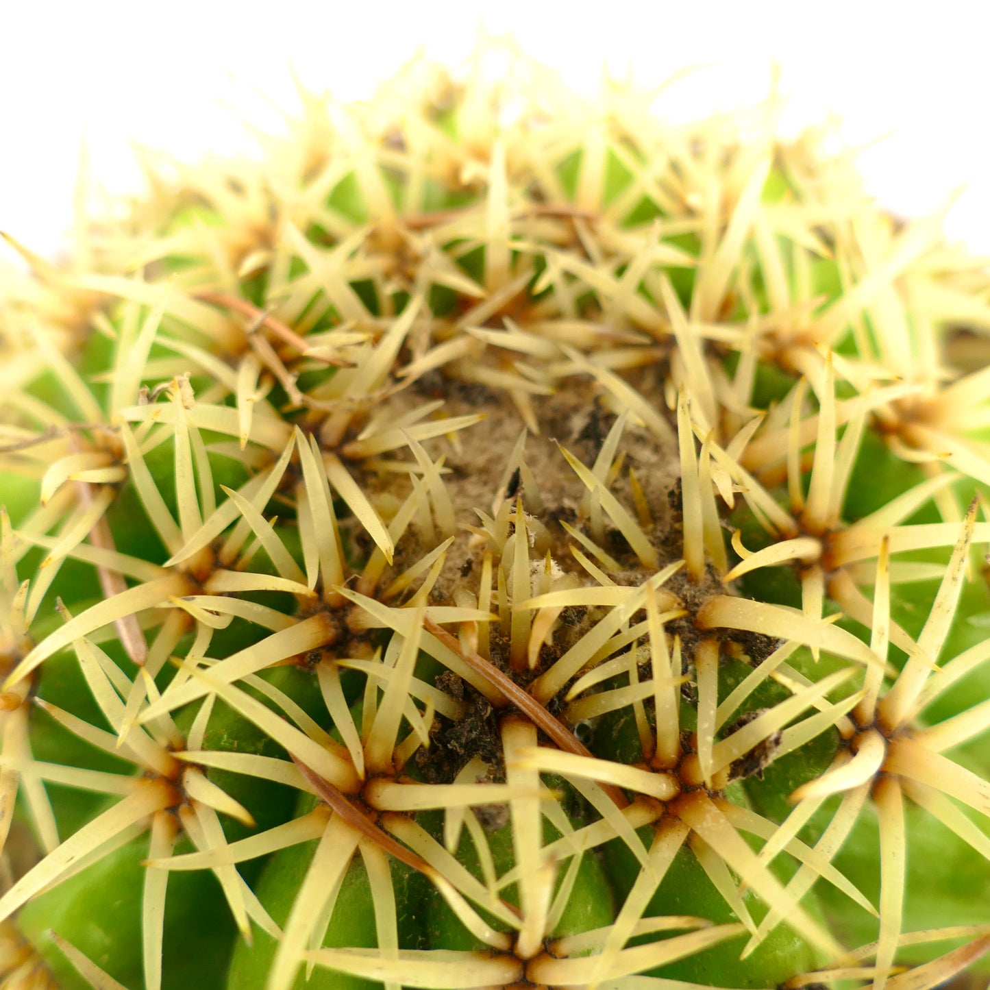 Echinocactus grusonii form brevispinus