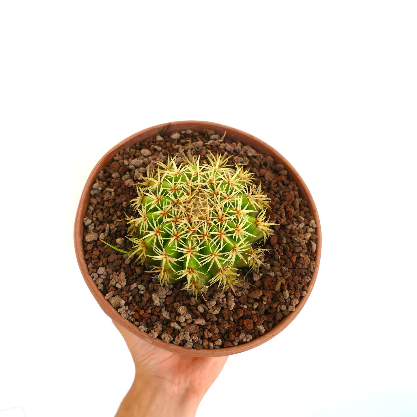 Echinocactus grusonii form brevispinus