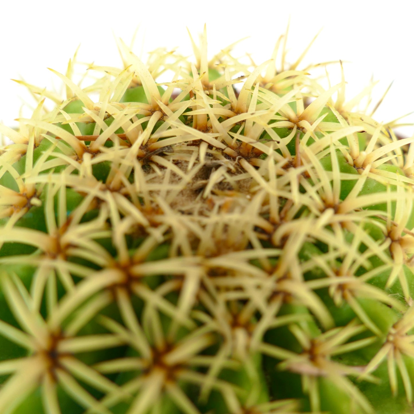 Echinocactus grusonii form brevispinus