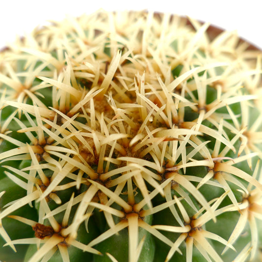 Echinocactus grusonii form brevispinus