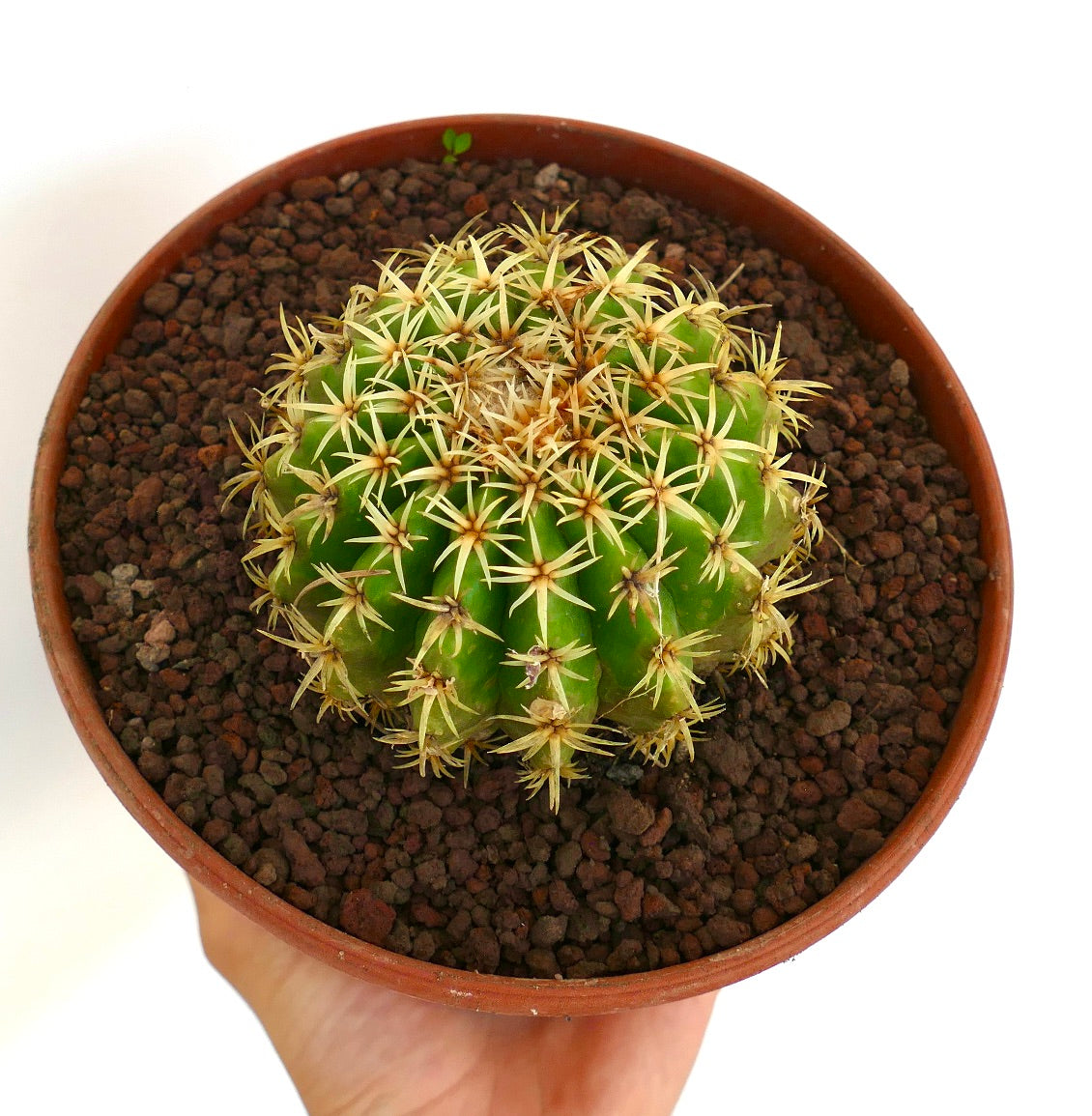 Echinocactus grusonii form brevispinus