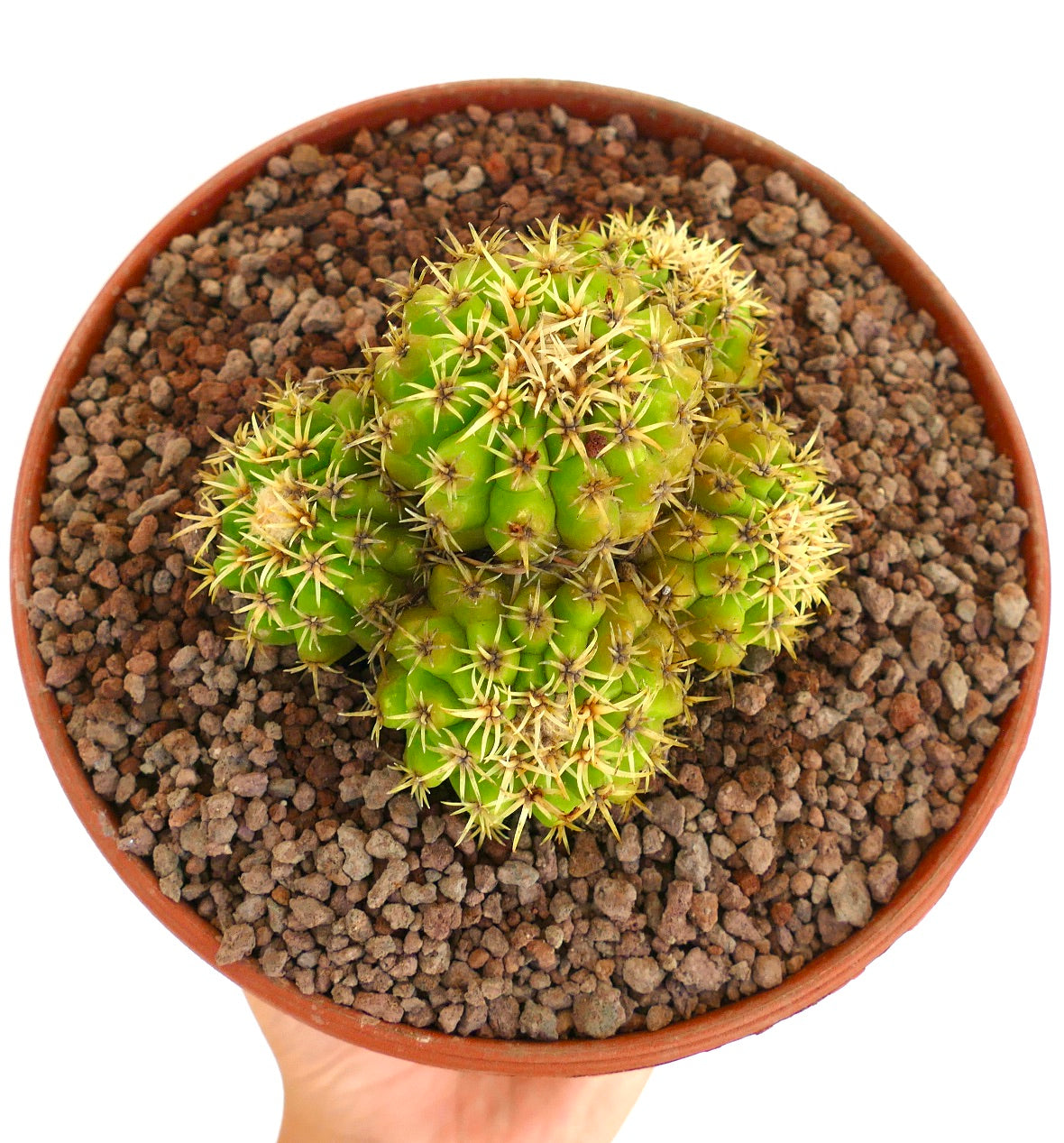 Echinocactus grusonii form brevispinus 4 HEADS