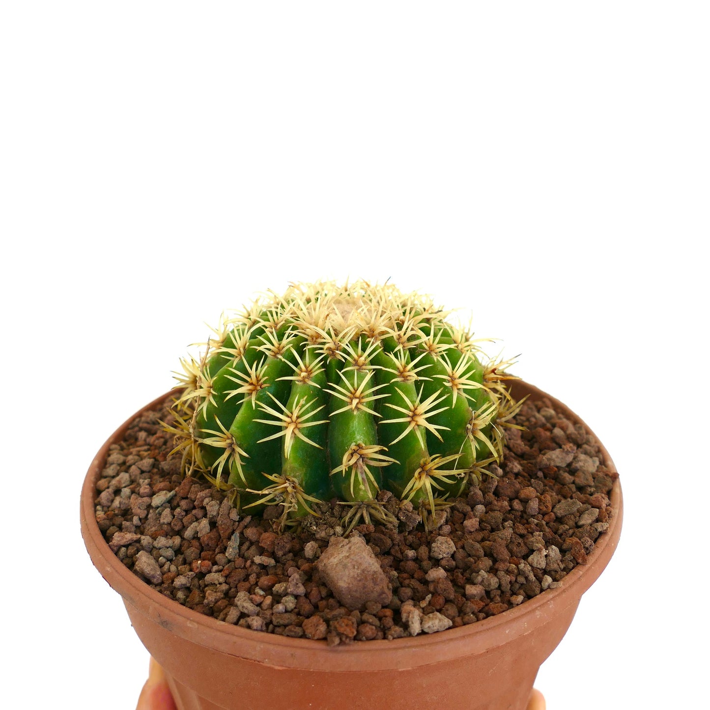 Echinocactus grusonii form brevispinus