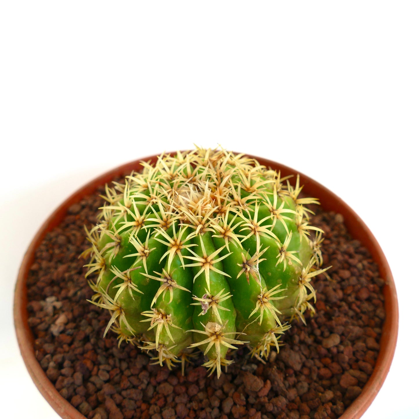 Echinocactus grusonii form brevispinus