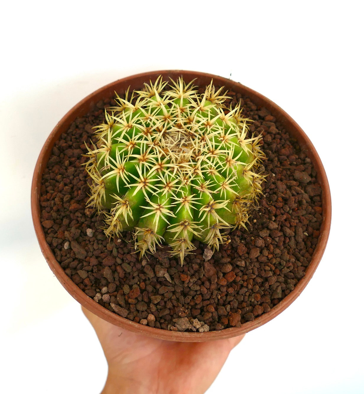 Echinocactus grusonii form brevispinus