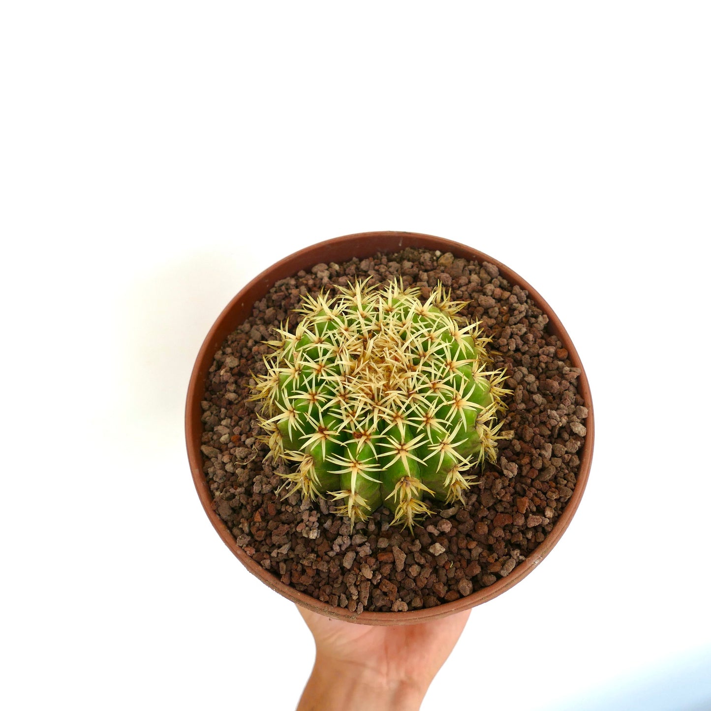 Echinocactus grusonii form brevispinus