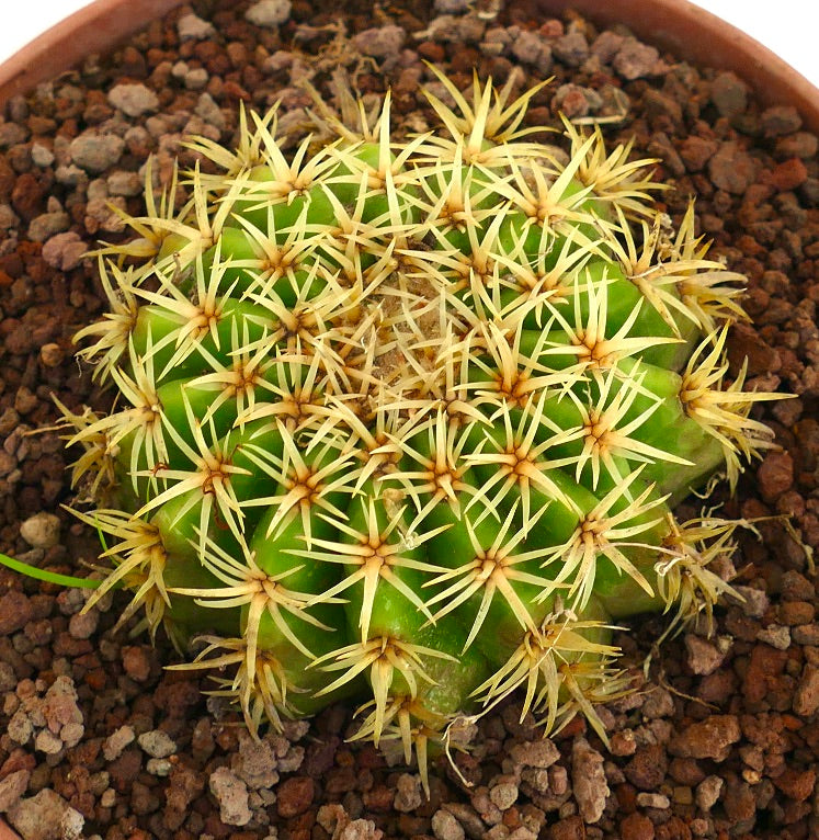 Echinocactus grusonii form brevispinus