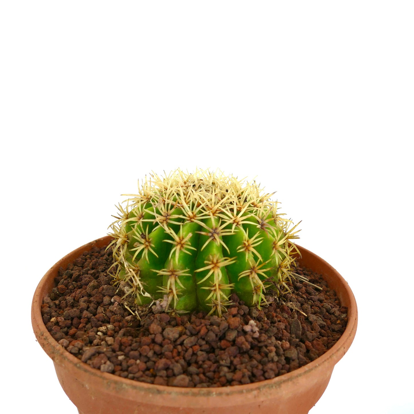 Echinocactus grusonii form brevispinus