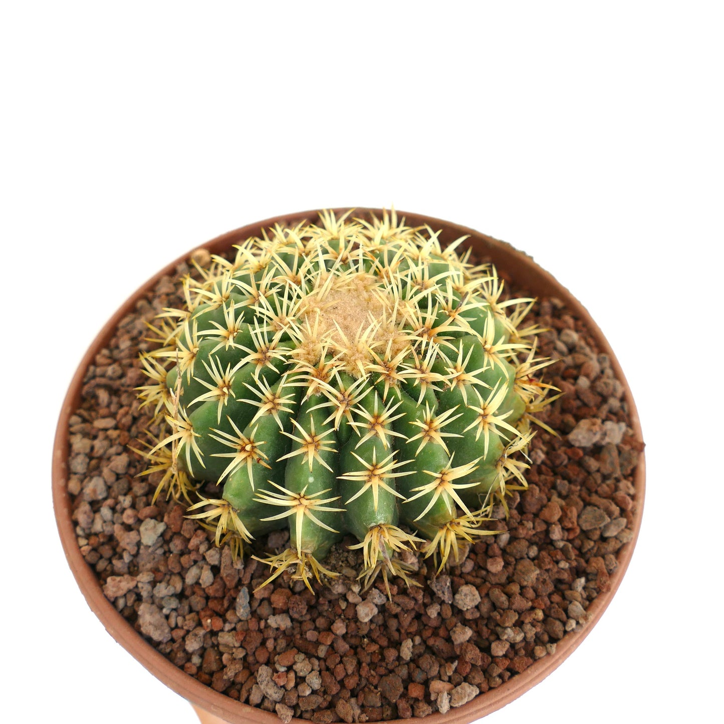 Echinocactus grusonii form brevispinus