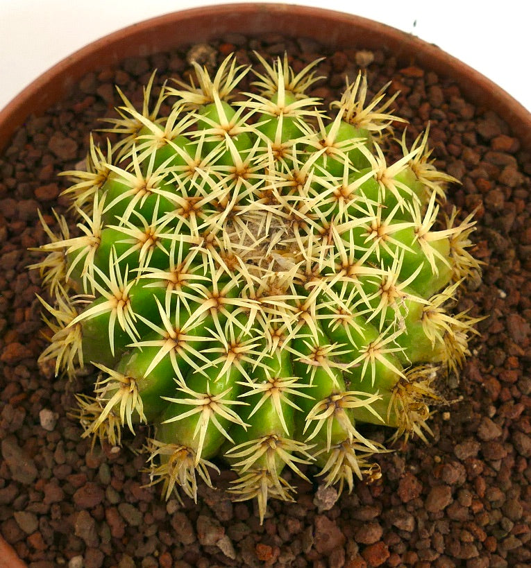 Echinocactus grusonii form brevispinus